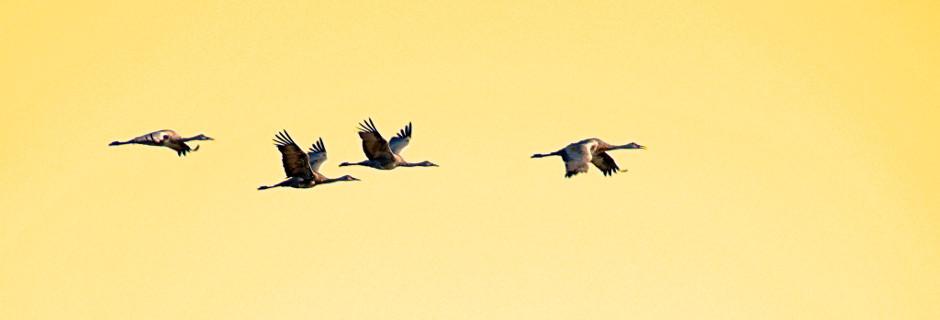Ilustración, aves migratorias en vuelo