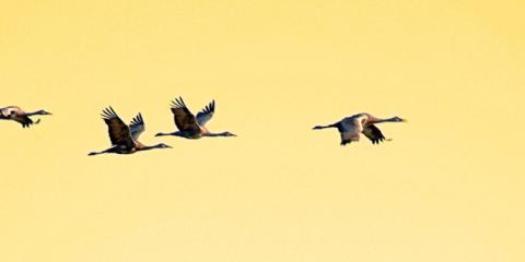 Ilustración, aves migratorias en vuelo